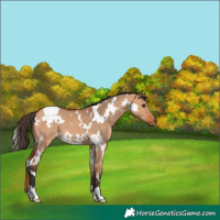 Horse Color:White Spotted Bay Dun 