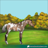 Horse Color:White Spotted Bay Dun 