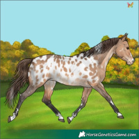 Horse Color:White Spotted Bay Dun Appaloosa 