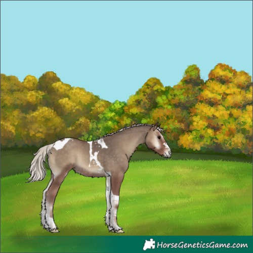 Horse Color:Unknown 