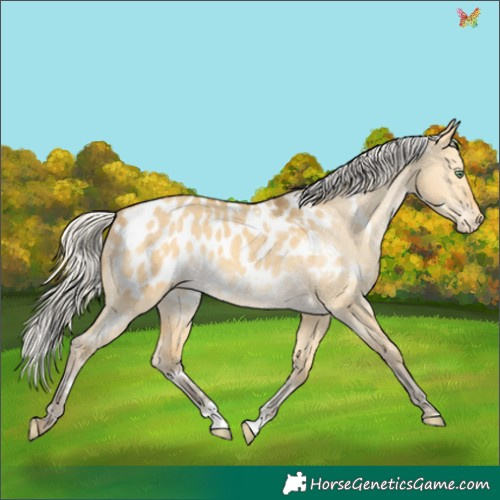 Horse Color:White Spotted Silver Amber Cream Champagne Dun Appaloosa