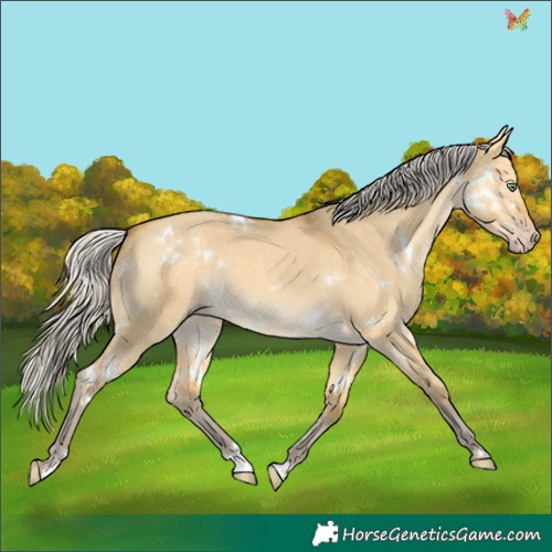 Horse Color:White Spotted Silver Amber Cream Champagne Dun 