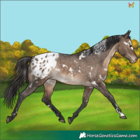 Horse Color:White Spotted Brown Dun Appaloosa Rabicano