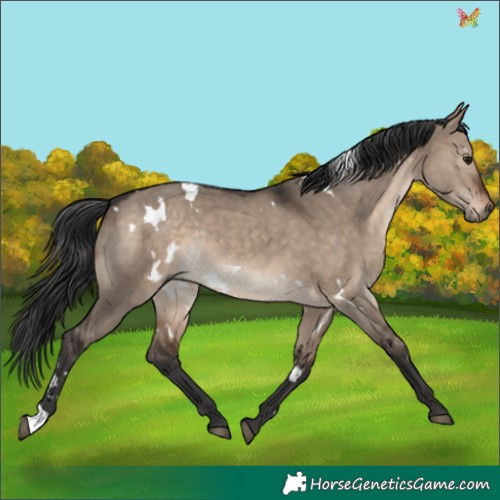 Horse Color:White Spotted Brown Dun Rabicano 