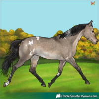 Horse Color:White Spotted Brown Dun Rabicano 