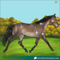 Horse Color:White Spotted Brown Dun Rabicano