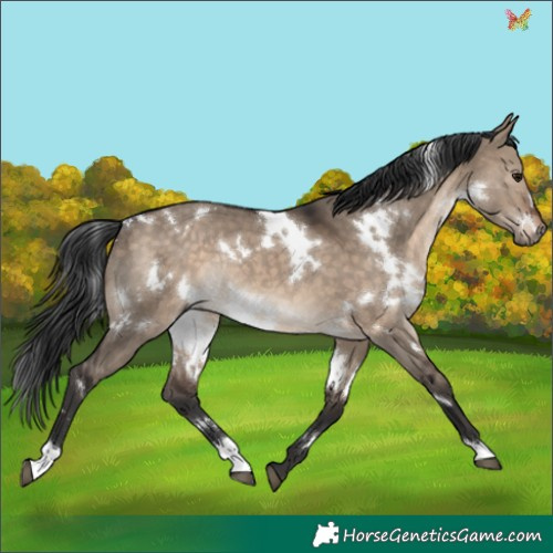 Horse Color:White Spotted Brown Dun Rabicano