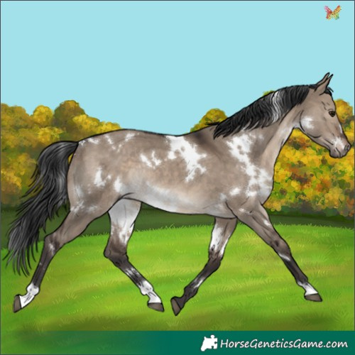 Horse Color:White Spotted Brown Dun Rabicano 