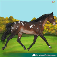 Horse Color:White Spotted Brown