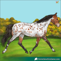 Horse Color:White Spotted Bay Appaloosa 