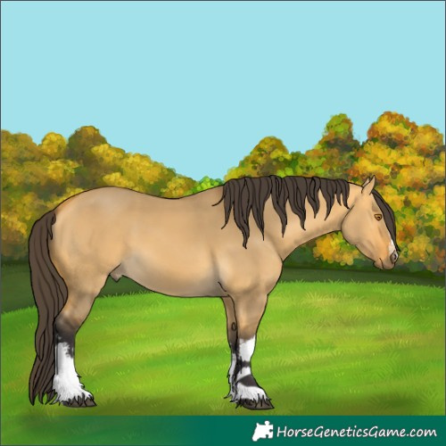 Horse Color:White Spotted Buckskin Dun 