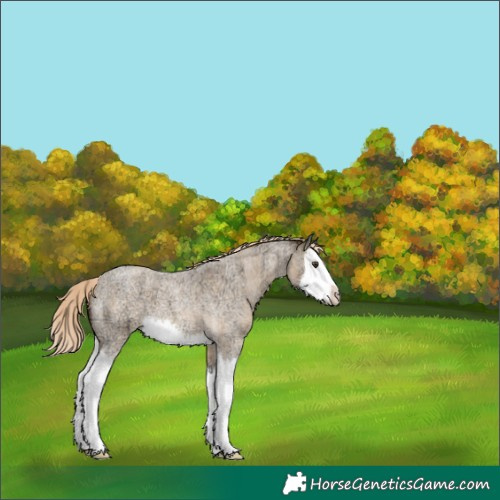 Horse Color:White Spotted Chocolate Palomino Ice Roan Dun Splash 
