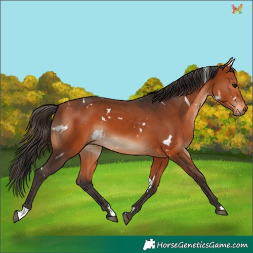 Horse Color:White Spotted Bay 