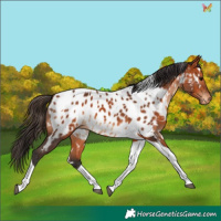 Horse Color:White Spotted Bay Tobiano Appaloosa 