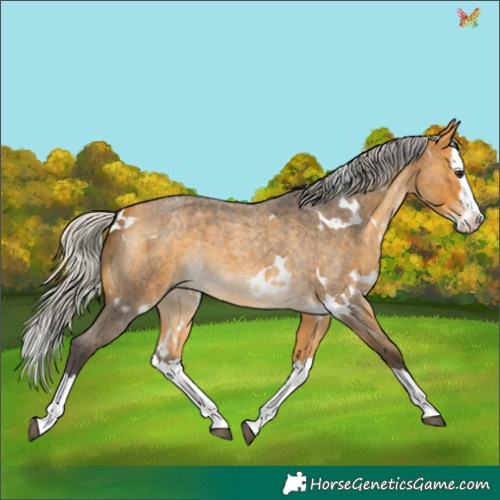 Horse Color:White Spotted Silver Buckskin Roan Splash