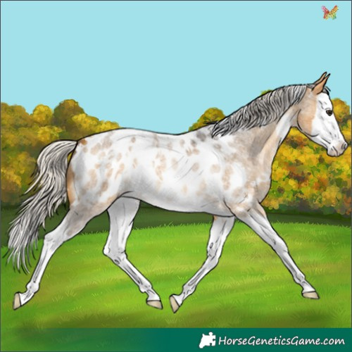 Horse Color:White Spotted Silver Buckskin Roan Splash Appaloosa 