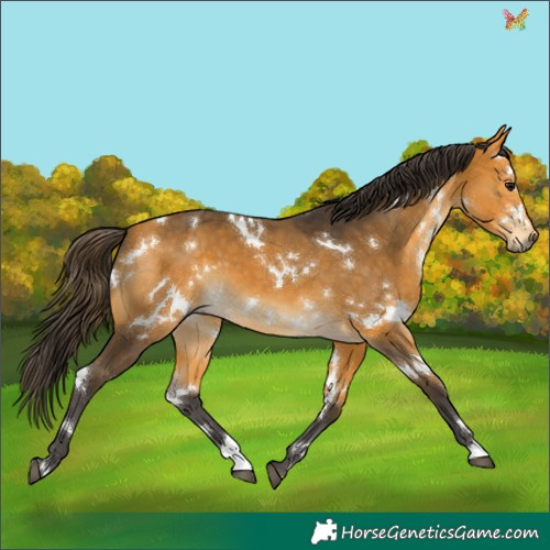 Horse Color:White Spotted Buckskin