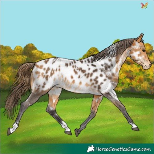 Horse Color:White Spotted Buckskin Appaloosa 