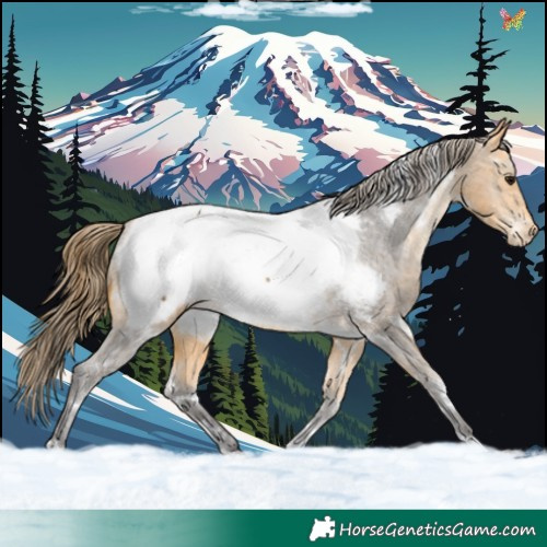 Horse Color:White Spotted Buckskin Appaloosa 