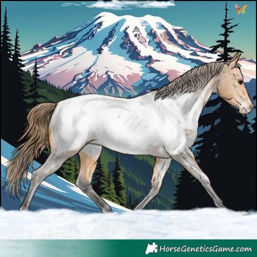 Horse Color:White Spotted Buckskin Appaloosa 