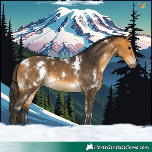 Horse Color:White Spotted Buckskin 