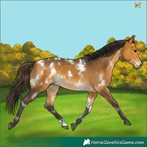 Horse Color:White Spotted Buckskin