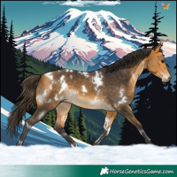 Horse Color:White Spotted Buckskin 