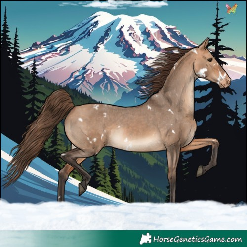 Horse Color:White Spotted Bay Dun Varnish 