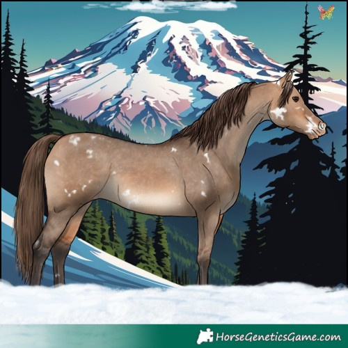 Horse Color:White Spotted Bay Dun Appaloosa 