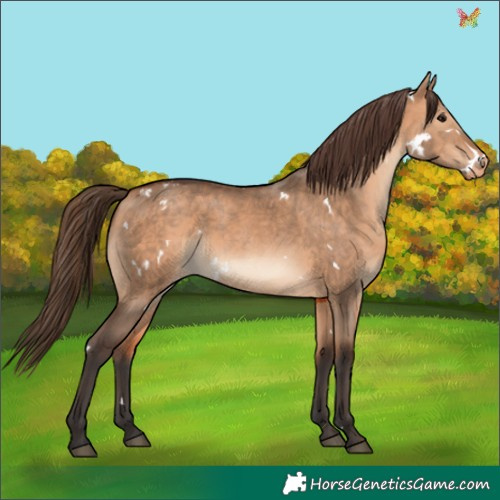 Horse Color:White Spotted Bay Dun Appaloosa 