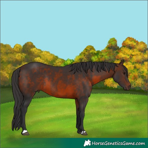 Horse Color:Bay  and Brown Rabicano 