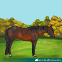 Horse Color:Bay  and Brown Rabicano 