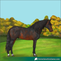 Horse Color:Bay and Brown Rabicano