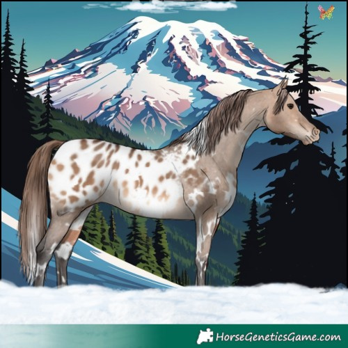 Horse Color:White Spotted Bay Dun Appaloosa 