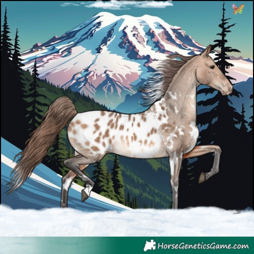 Horse Color:White Spotted Bay Dun Blanket