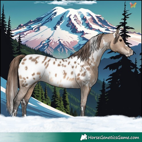 Horse Color:White Spotted Brown Dun Appaloosa 