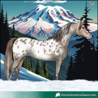 Horse Color:White Spotted Brown Dun Appaloosa