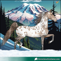 Horse Color:White Spotted Brown Dun Appaloosa 
