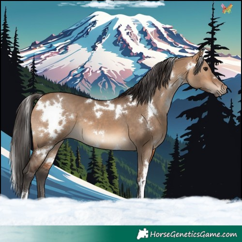 Horse Color:White Spotted Bay Dun