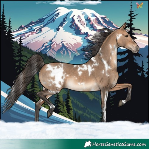 Horse Color:White Spotted Bay Dun 
