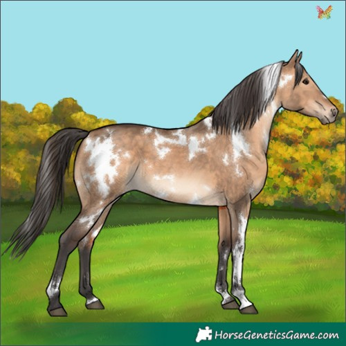 Horse Color:White Spotted Bay Dun 