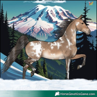 Horse Color:White Spotted Bay Dun 