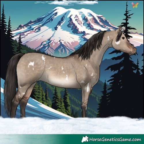 Horse Color:White Spotted Brown Dun 