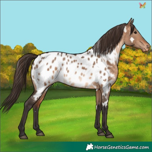 Horse Color:White Spotted Bay Dun Appaloosa