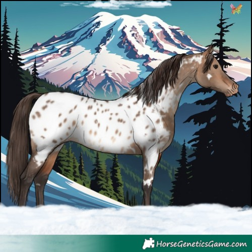 Horse Color:White Spotted Bay Dun Appaloosa 