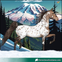 Horse Color:White Spotted Bay Dun Appaloosa 