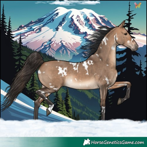 Horse Color:White Spotted Bay Dun