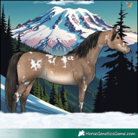 Horse Color:White Spotted Bay Dun 