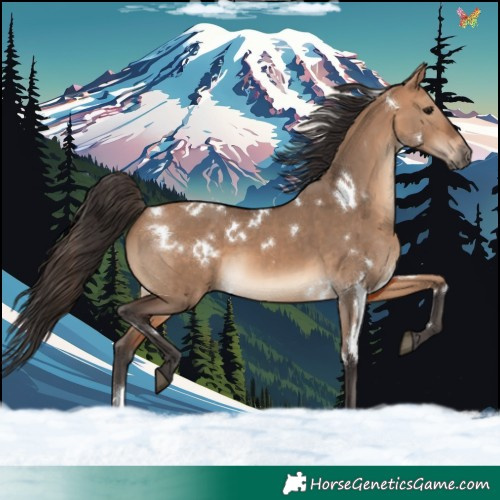 Horse Color:White Spotted Bay Dun 