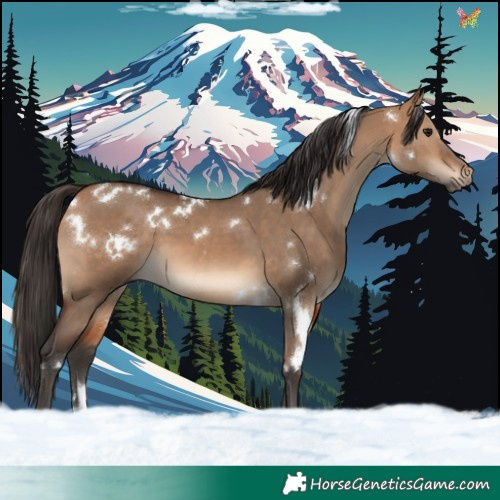 Horse Color:White Spotted Bay Dun 